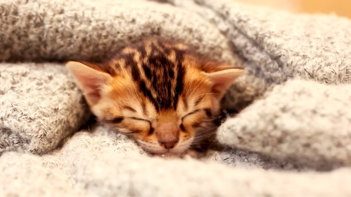 Wild Cat to House Cat