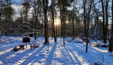 Snow covered ground with dormant trees casting shade on the ground from the sun in the background on the December solstice.