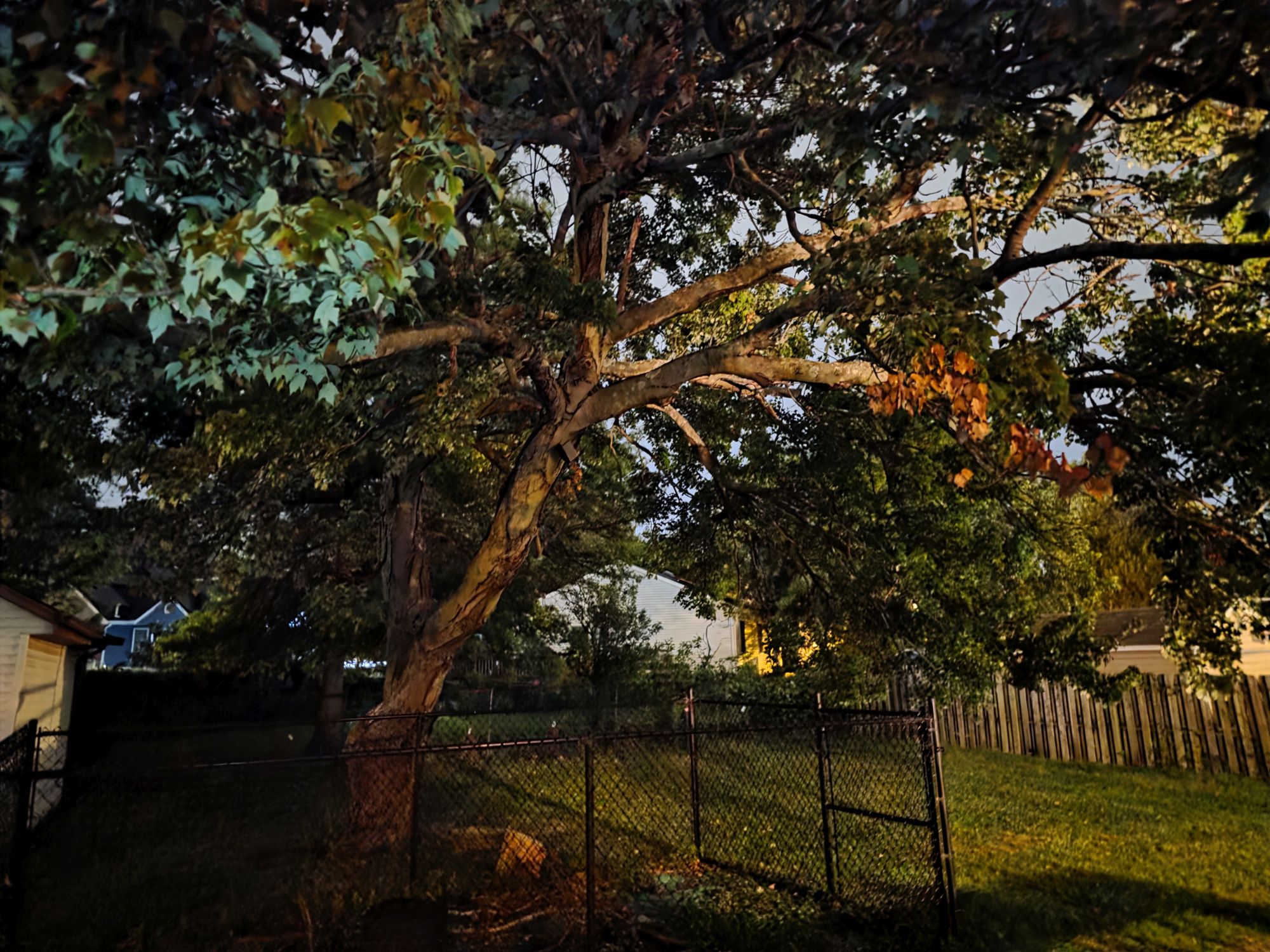 Samsung Galaxy S25 Ultra low light sample.