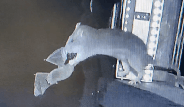 Brown Rats Recorded Snatching Up Bats Mid-Flight For First Time