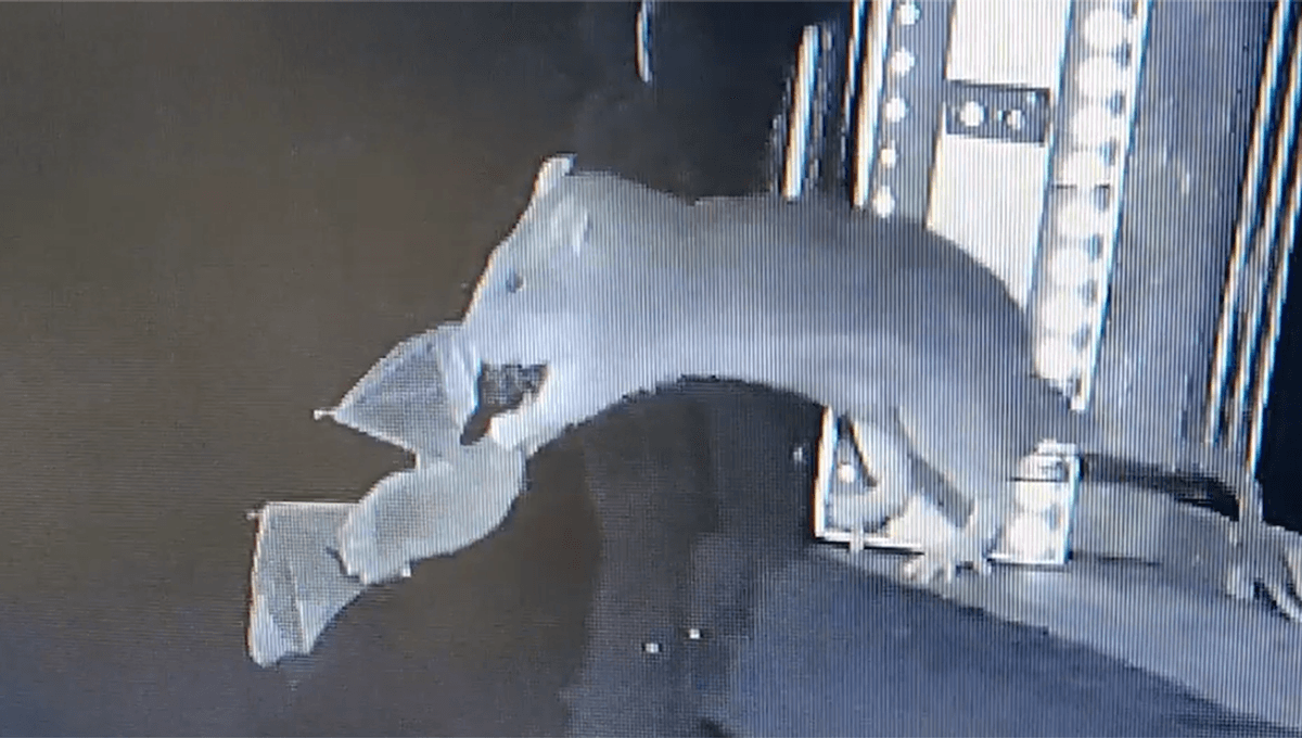 Brown Rats Recorded Snatching Up Bats Mid-Flight For First Time