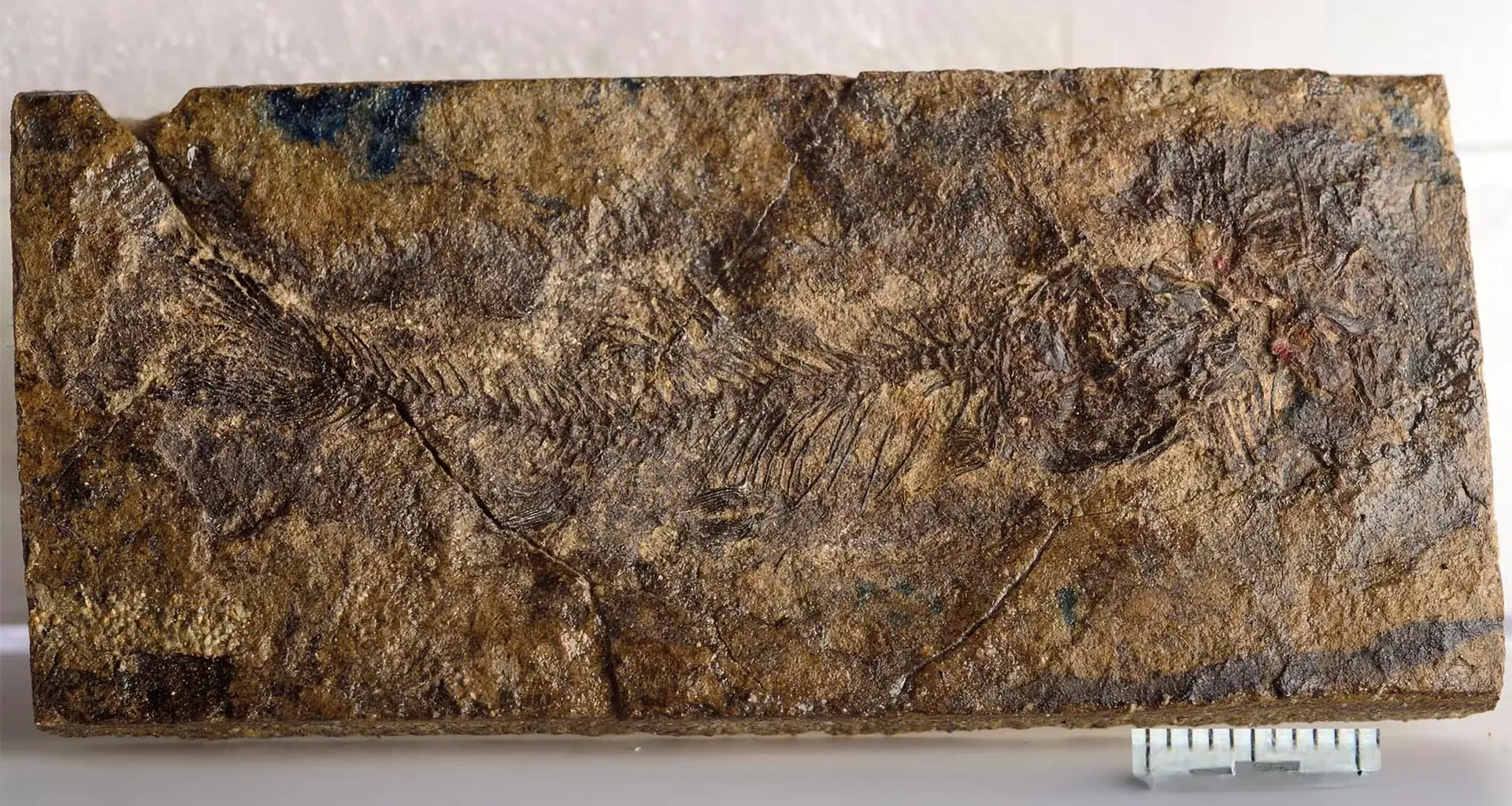 Hidden for 70 million years, a tiny fossil fish is rewriting freshwater evolution