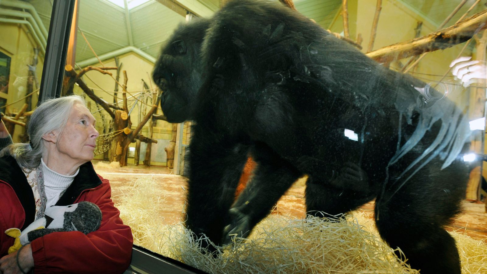 Jane Goodall, the primatologist who revolutionized our understanding of chimpanzees and ourselves, dies at 91