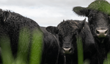 Partnership ramps up genomic testing in NZ