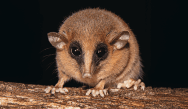 Scientists describe new-to-science mouse opossum from Peruvian Andes