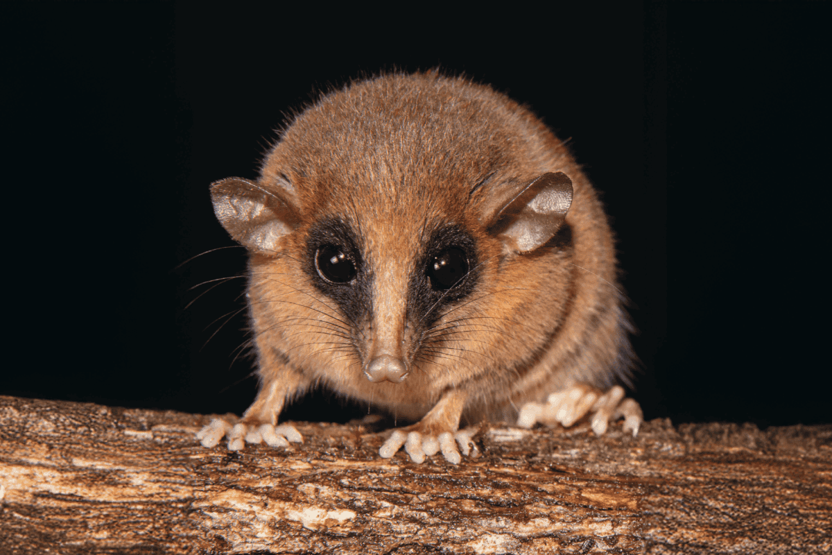 Scientists describe new-to-science mouse opossum from Peruvian Andes