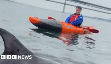 Kayakers have 'incredible' encounter with dolphin in Firth of Forth