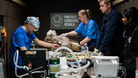 Harding-Lee Media Four surgeons carrying out an operation on a brown bear, which is partially shaved and has tubes attached to its mouth. 