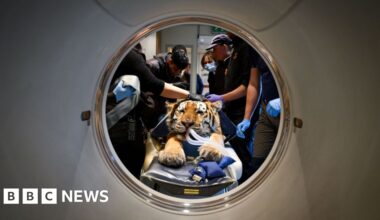Tiger, cheetah and leopard get CT scans at The Big Cat Sanctuary
