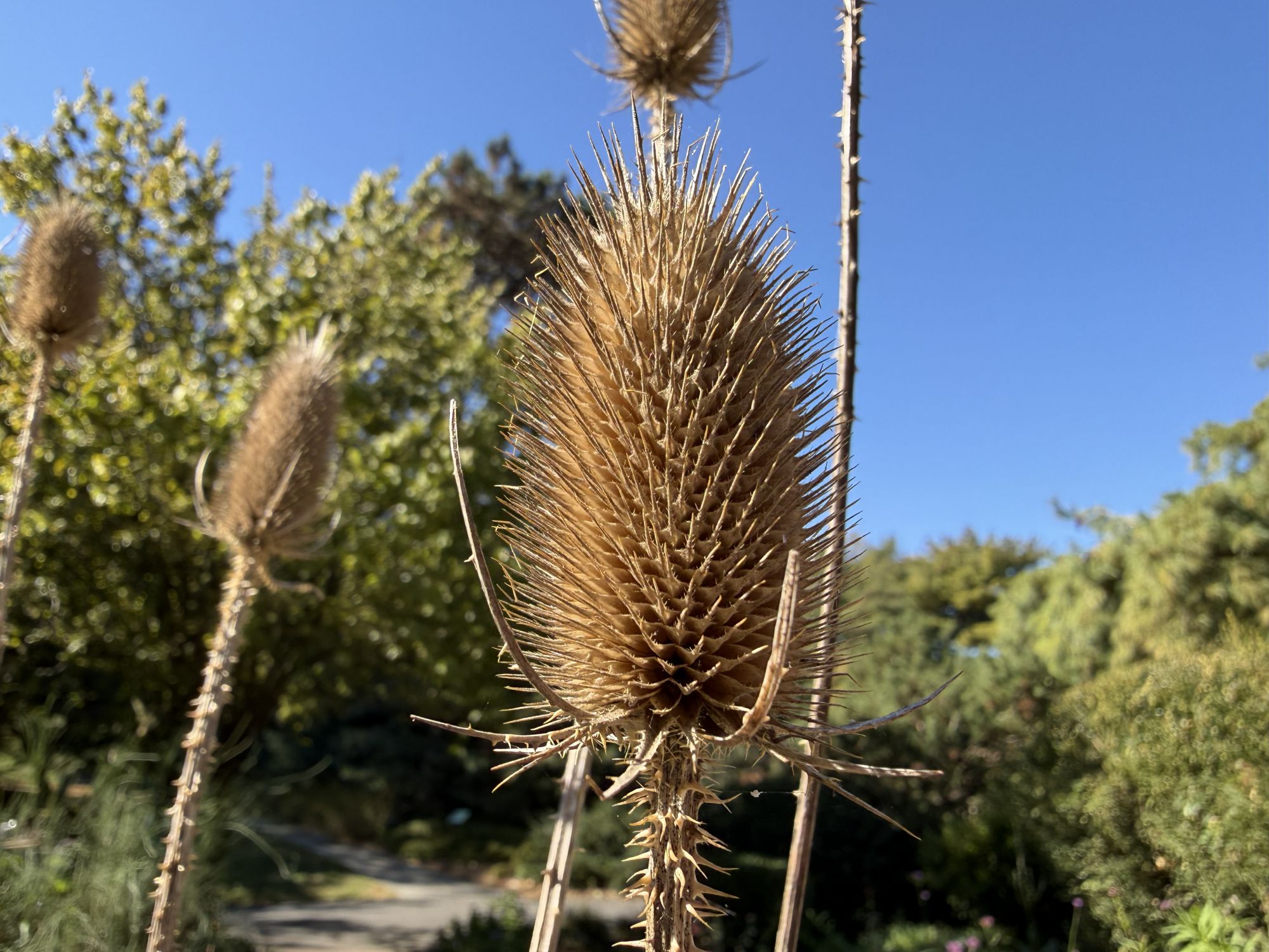 Apple iPhone 17 Pro Max macro sample.