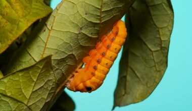 Close-ups reveal how caterpillars live long enough to cocoon