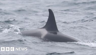 Delight over reported sighting of orca calf off Isles of Scilly