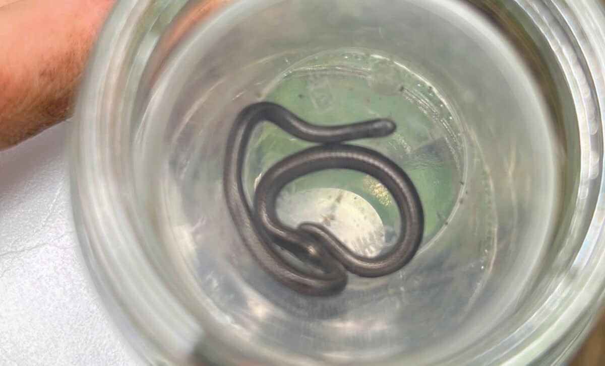 Barbados Threadsnake Rediscovered After 20 Years