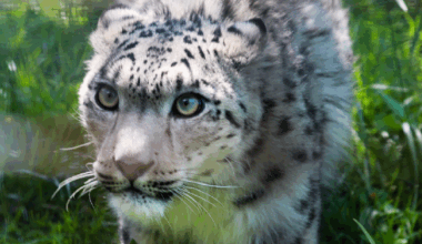 Snow leopards on the rise in China - news.cgtn.com