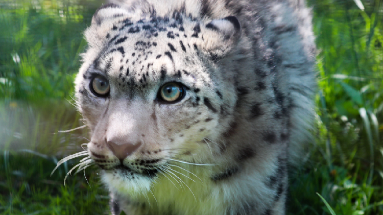 Snow leopards on the rise in China - news.cgtn.com