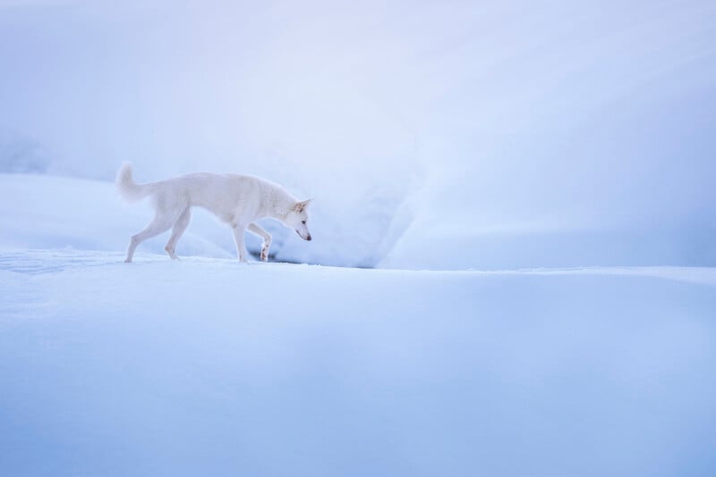 A white dog walks alone across a snowy landscape, surrounded by smooth, untouched snow under a pale, soft sky.