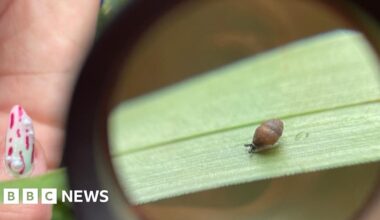 Tiny 2mm rare snail found at Wiltshire nature reserve