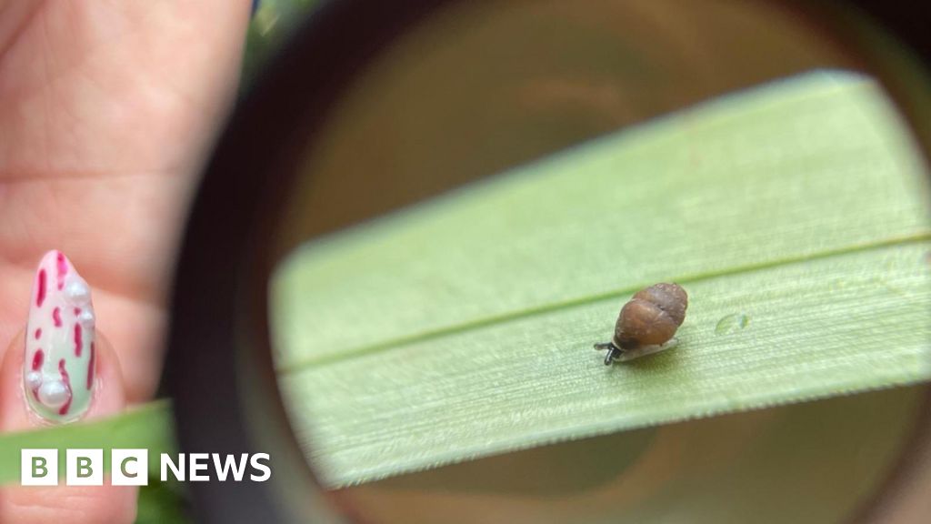 Tiny 2mm rare snail found at Wiltshire nature reserve