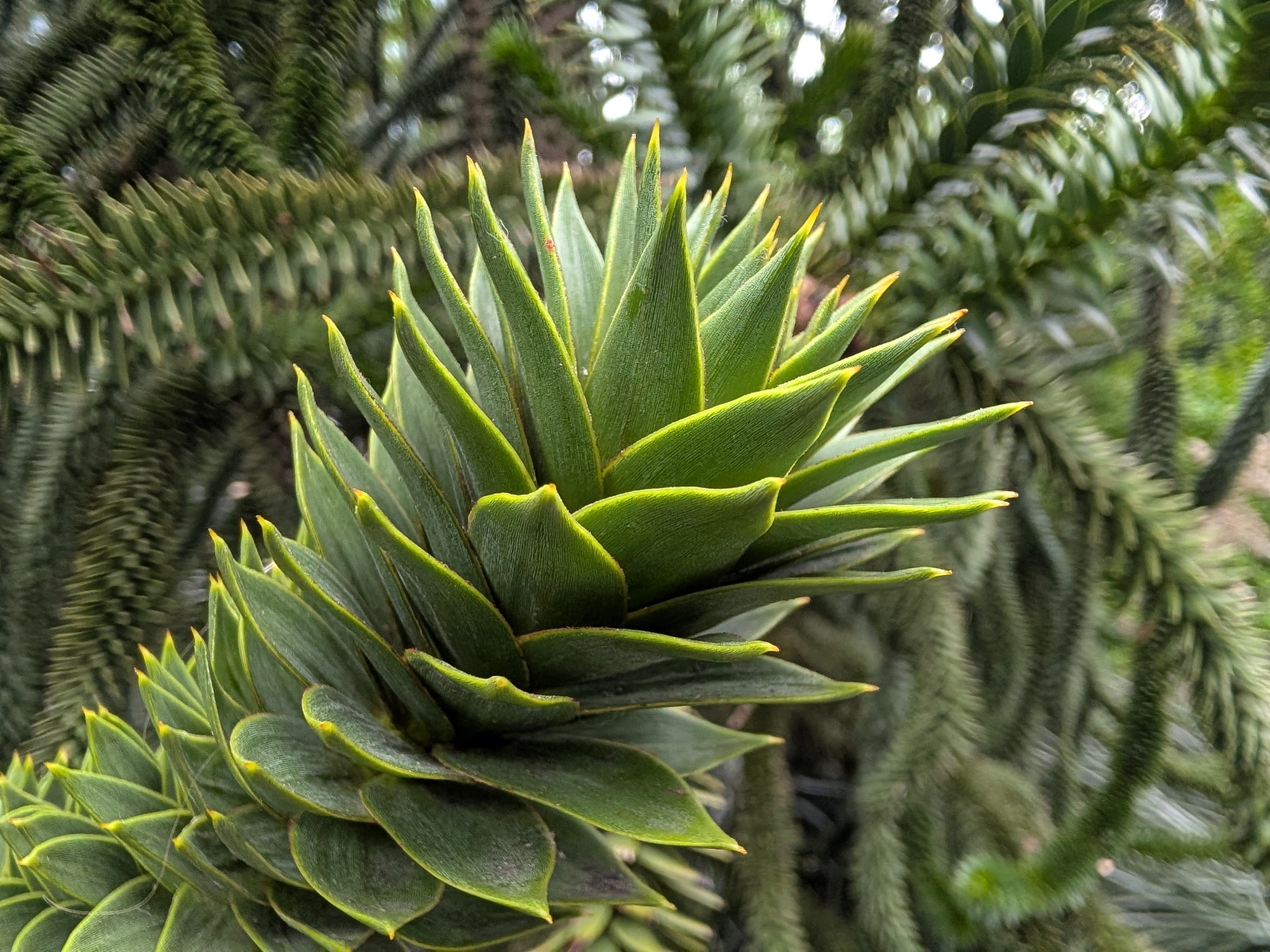 Leaf shot by Pixel 10 Pro