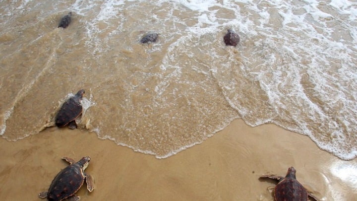 Greece's Sea Turtles