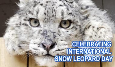 Guardians of the Peaks: International Snow Leopard Day - news.cgtn.com