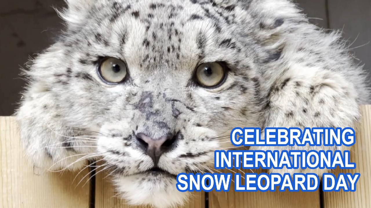 Guardians of the Peaks: International Snow Leopard Day - news.cgtn.com