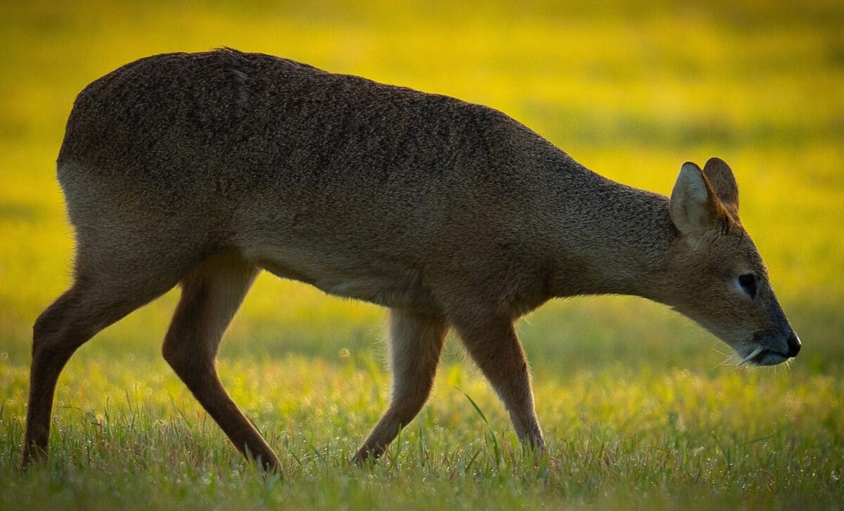 Chinese Water Deer