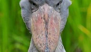 Top 10 rarest endangered African animals