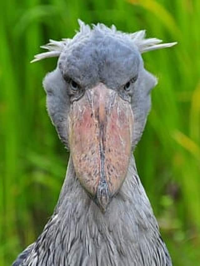 Top 10 rarest endangered African animals