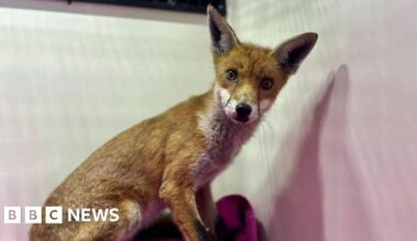 Rescued foxes Wilkin and Willow released into wild in Grimsby