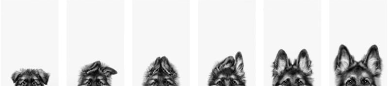 Six German Shepherd puppies are lined up in a row, with only the tops of their heads and ears visible against a white background. Each puppy's ears are in different positions, showing curiosity and playfulness.