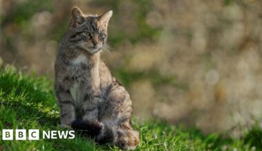 Scottish Wildcat project seeks new backers due to Brexit