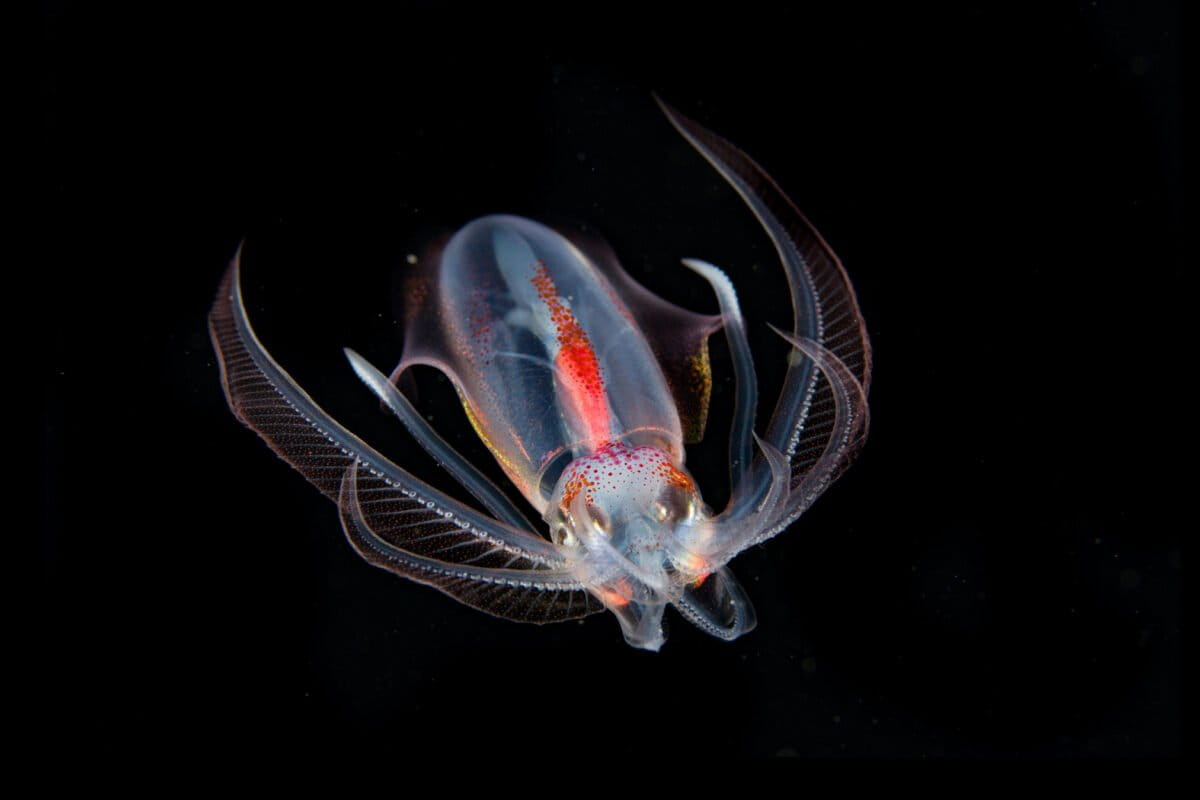 Global conservation body takes first step to protect ocean’s twilight zone