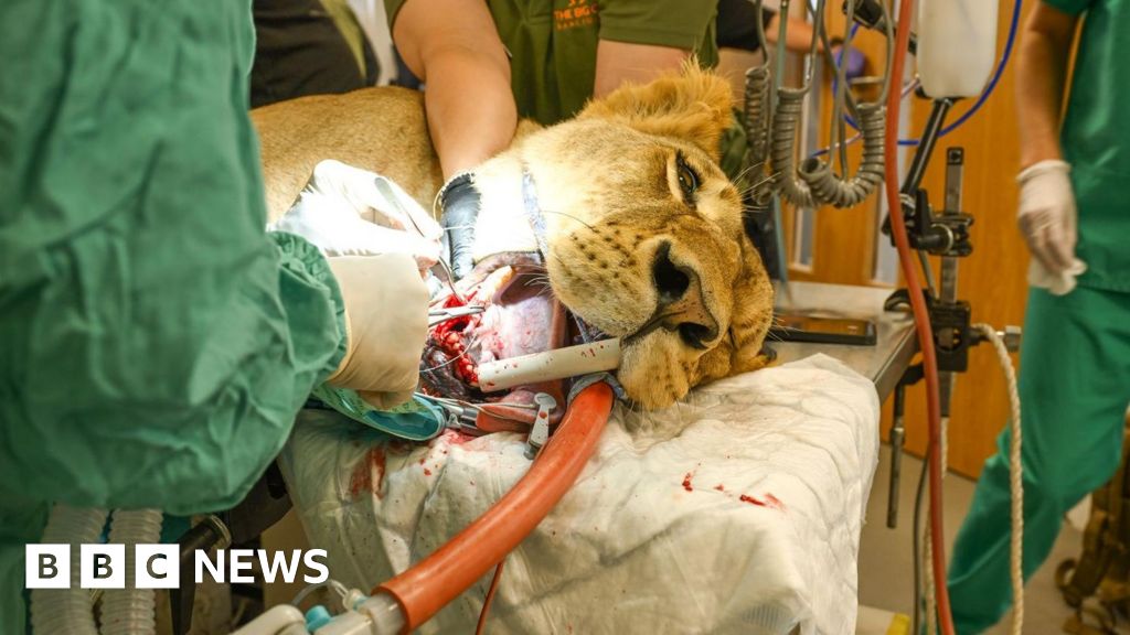 Rescued Ukrainian lioness in Kent undergoes critical surgery