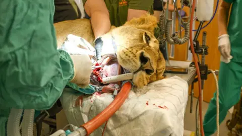 The Big Cat Sanctuary A lioness under anaesthetic while dental surgeons remove an infected tooth.