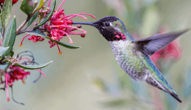 How Do Flapping Creatures Achieve Stable Hovering?