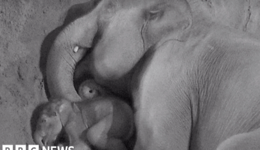 CCTV footage captures baby elephant spooning Mum at Blackpool Zoo