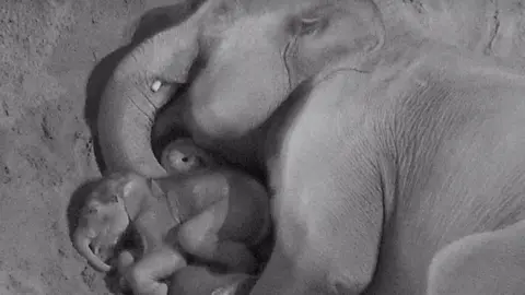 Blackpool Zoo A grainy black and white CCTV of a mother elephant spooning her one-month-old baby