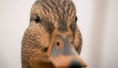 Yahoo lifestyle home