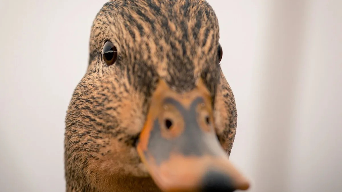 Yahoo lifestyle home