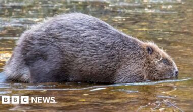 Seven beavers released in Highlands' Glen Affric