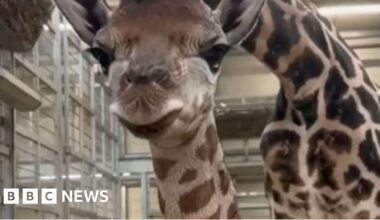 Baby giraffe born at West Midlands Safari Park