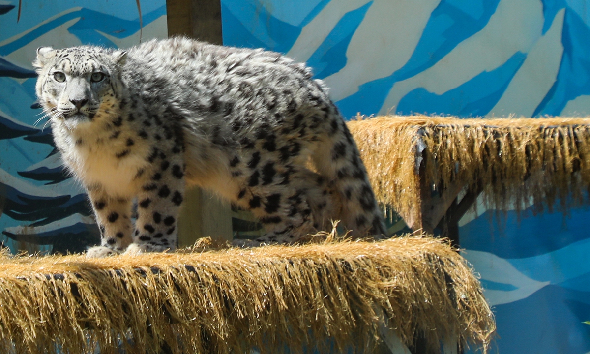 The snow leopard Ling Xiaozhe Photos: VCG