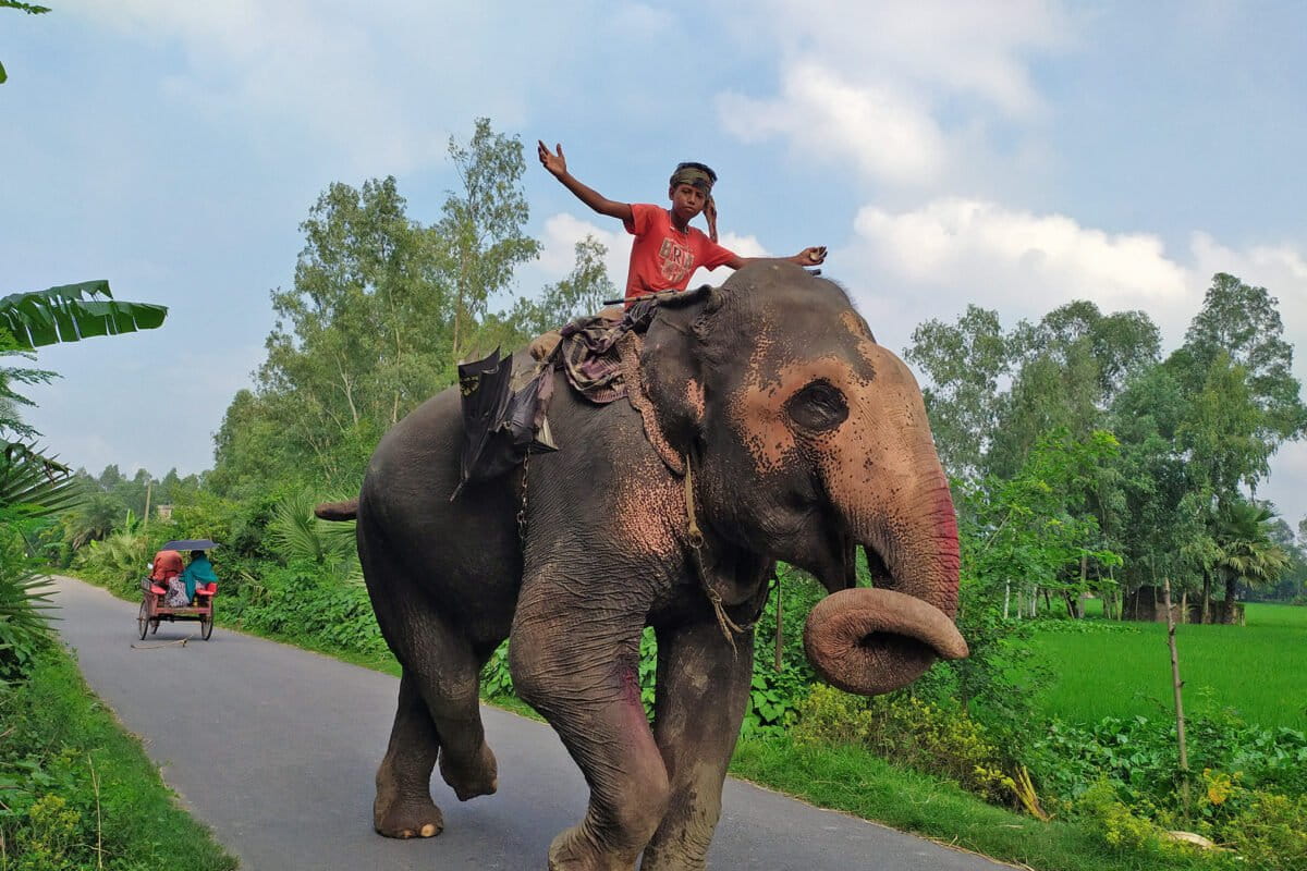Bangladesh plans to rehabilitate captive elephants in the wild