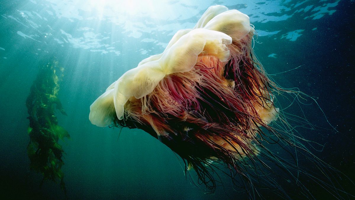 The Lion's Mane Jellyfish Was the Secret to a Sherlock Holmes Mystery