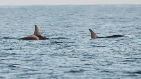 Joe Pender The two female adult orcas in deep blue water on a clear day. The find of each are visible above the water and there is a slight bow wave at the front of the leader's head.