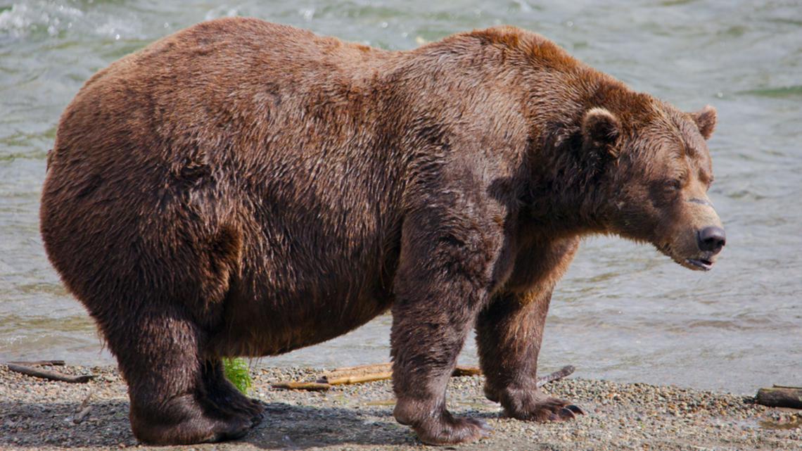 32 Chunk wins 2025 Fat Bear Week with record votes