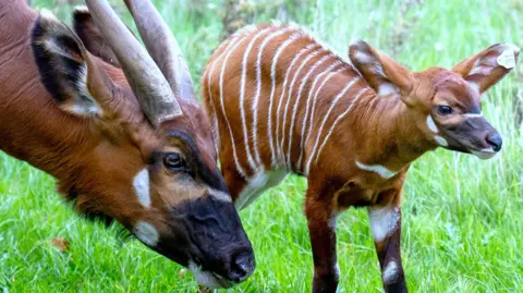 Woburn Safari Park/PA The new calf stands on grass next to its mother. It has the number 31 on an ear tag. It is chestnut brown with thin white stripes over its back and patches of white dotted around elsewhere. Its mother's head can be seen, with large reclining horns and a dark nose. 