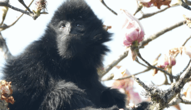 Western black crested gibbons thrive in Yunnan's Ailao Mountains - news.cgtn.com