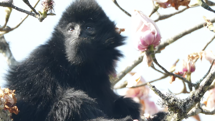 Western black crested gibbons thrive in Yunnan's Ailao Mountains - news.cgtn.com